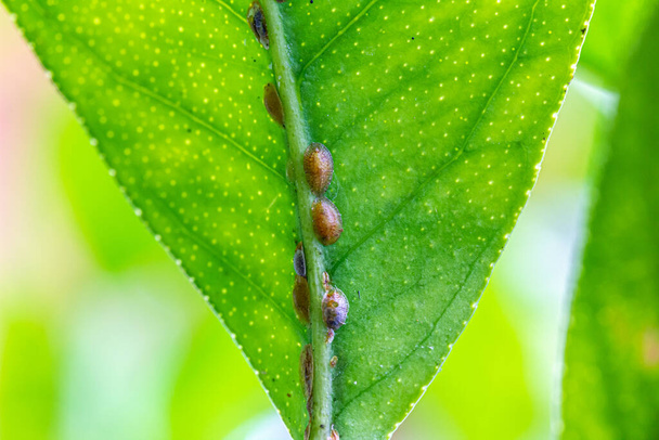 Sooty mildew and aphids on a plant, macro shot - Photo, Image