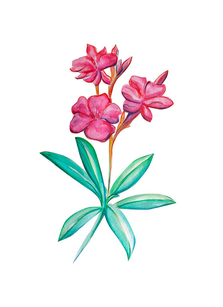  Watercolor illustration of oleander flower - Foto, immagini