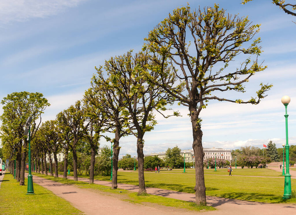 пейзаж с деревьями и дорожкой в летнем парке - Фото, изображение