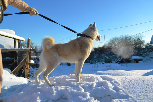 Witte rasechte hond Laika wandelt in de winter met zijn baasje in de sneeuw op een zonnige dag. Gefokte jachthond die in de verte kijkt - Foto, afbeelding