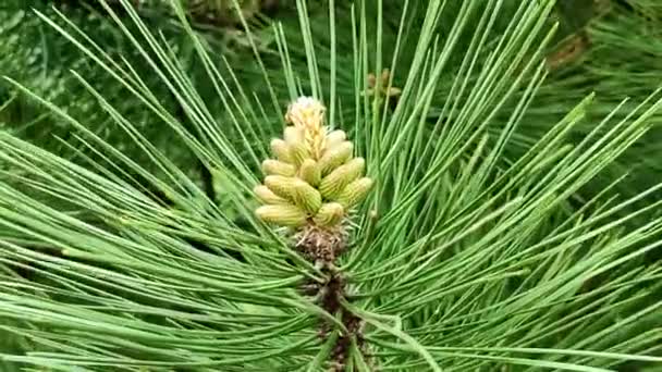 Primavera, un cono de pino joven y agujas grandes oscilan en el viento  - Metraje, vídeo