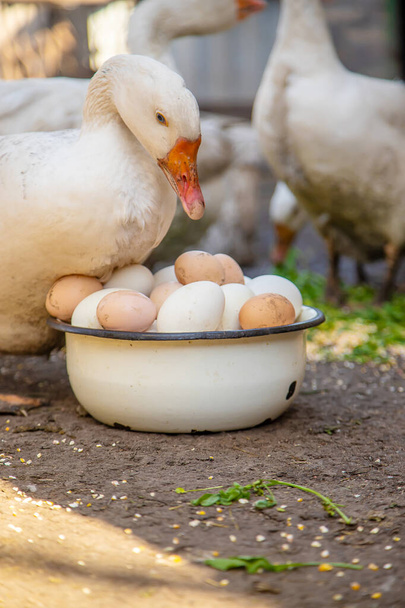 гуси и курица на ферме, яйца в миске. - Фото, изображение