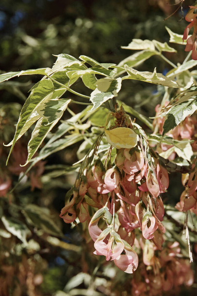 primo piano di un ramo di sambuco variegato con foglie e samara, Acer negundo, Aceraceae - Foto, immagini