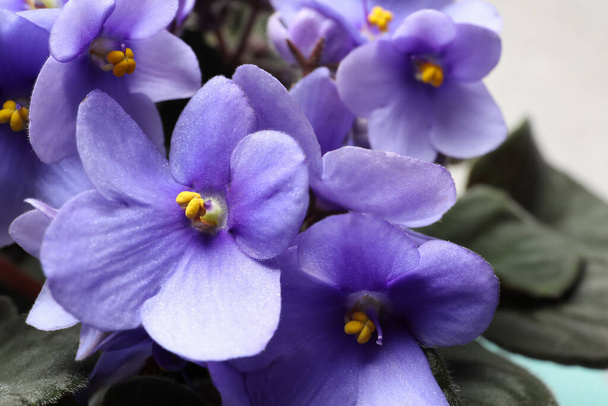 Beautiful violet flowers on light grey background, closeup. Plant for house decor - Fotó, kép