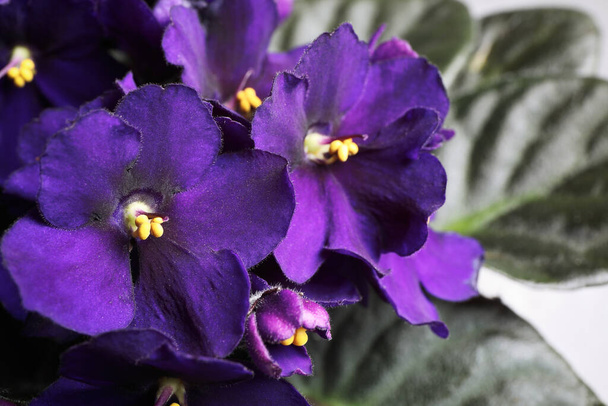 Beautiful violet flowers, closeup. Plant for house decor - 写真・画像