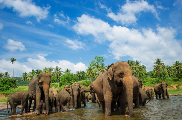 Les éléphants dans le magnifique paysage fluvial
 - Photo, image