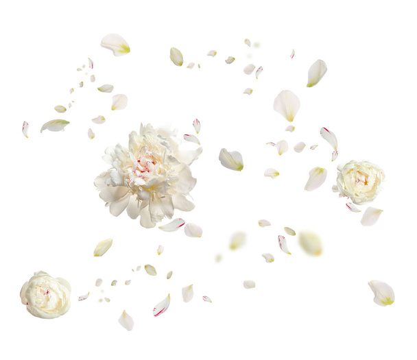 Beautiful flowers and petals flying on white background - Photo, Image