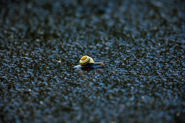 Eine Schnecke auf der Straße - Foto, Bild