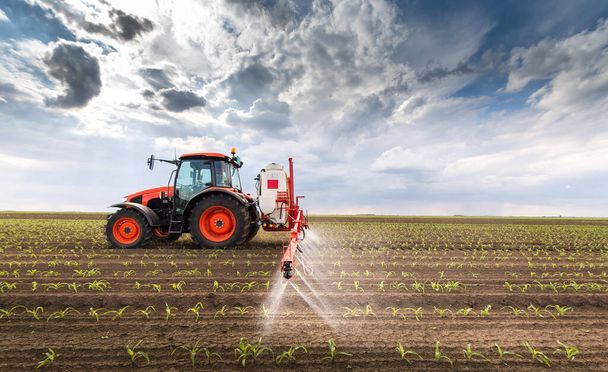 Traktor permetező peszticidek kukoricaföldön permetezővel tavasszal - Fotó, kép