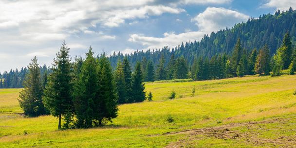 spruce forest on the hills and meadows. summertime mountain landscape in the morning - Φωτογραφία, εικόνα