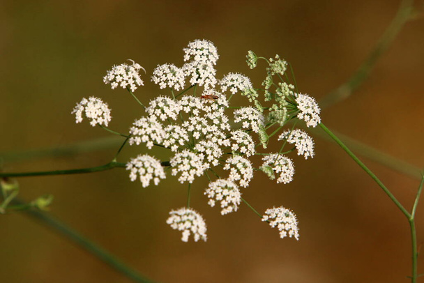 An umbrella herbaceous plant, wild carrot blooms in a forest glade. Hot summer in Israel.  - Photo, Image