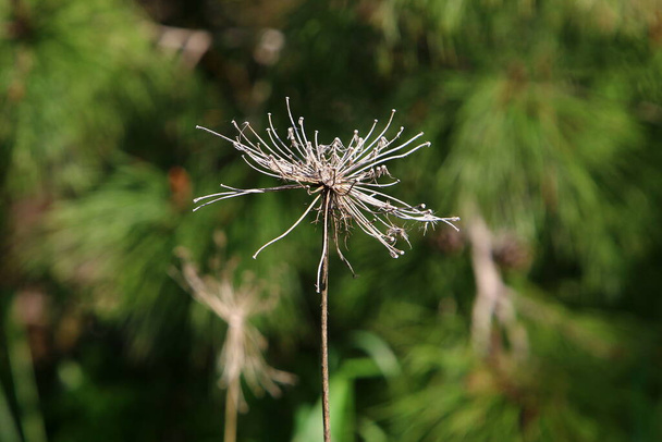 An umbrella herbaceous plant, wild carrot blooms in a forest glade. Hot summer in Israel.  - Photo, Image