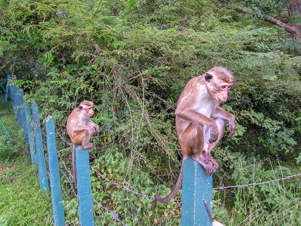 Pequeños monos se sientan en postes de la cerca - Foto, imagen