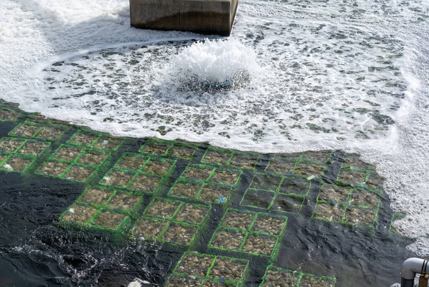 Una vista cercana de las jaulas llenas de ostras frescas en una granja de ostras siendo aireadas con oxígeno - Foto, Imagen