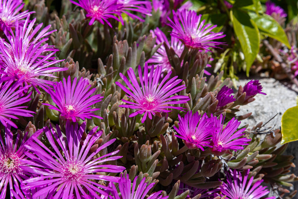 Mesembriantemoはその素晴らしい豊かな開花のために愛されている多肉植物です、それは岩や海岸のもので、ポットと私たちの庭の両方で成長するのは簡単です。花はシンプルな形をしていますが、ピンクから再まで様々な色合いを取ります。 - 写真・画像