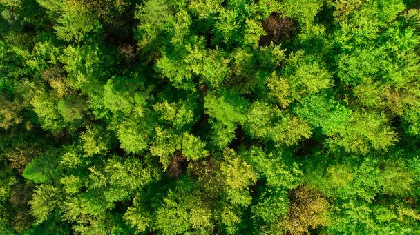 Aerial top view of green forest. Spring foliage of trees. Aerial photo of vibrant and fresh green trees and bushes in forest in summer or spring, cinematic view. - Fotó, kép