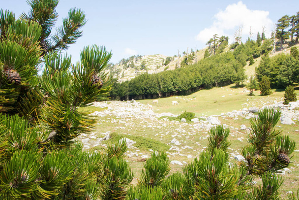 Il cosiddetto Giardino degli Dei nel Parco Nazionale del Pollino, dove vive il pino bosniaco, o Pinus Leucodermis, Basilicata, Italia - Foto, immagini