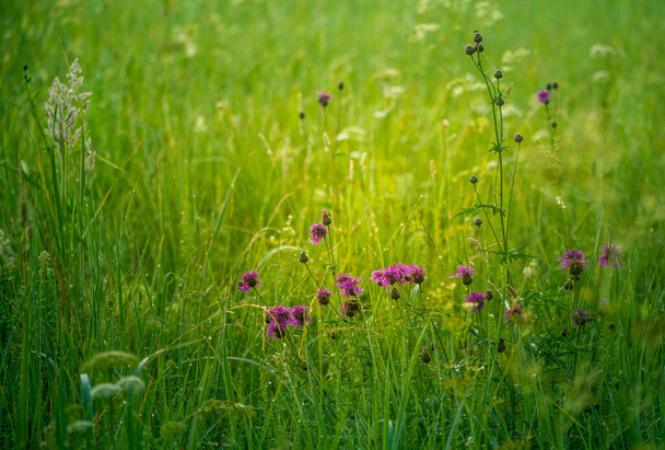 Прекрасный фиолетовый полевой цветок, цветущий в высокой траве на лугу. Летний утренний пейзаж Северной Европы. - Фото, изображение