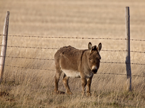 muł w pastwiska Kanada saskatchewan osioł - Zdjęcie, obraz