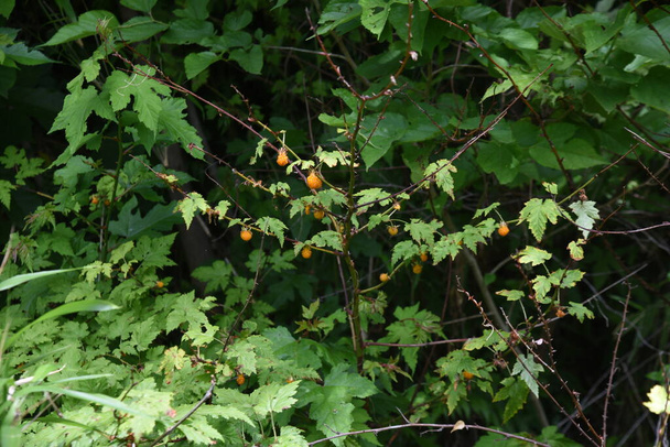 Japanische wilde Himbeere. Rosaceae Laubstrauch. - Foto, Bild