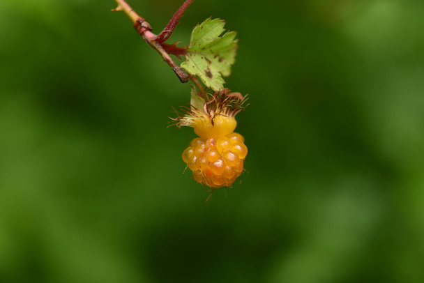 Japanese wild raspberry.Rosaceae deciduous shrub. - Photo, Image