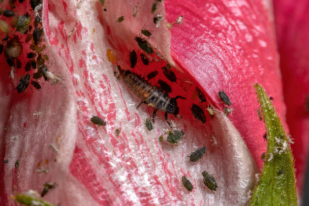 Asian Lady Beetle Larvae of the species Harmonia axyridis eating aphids on a hibiscus plant - Photo, Image