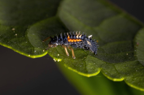 Asian Lady Beetle Larvae of the species Harmonia axyridis eating aphids on a hibiscus plant - Photo, Image