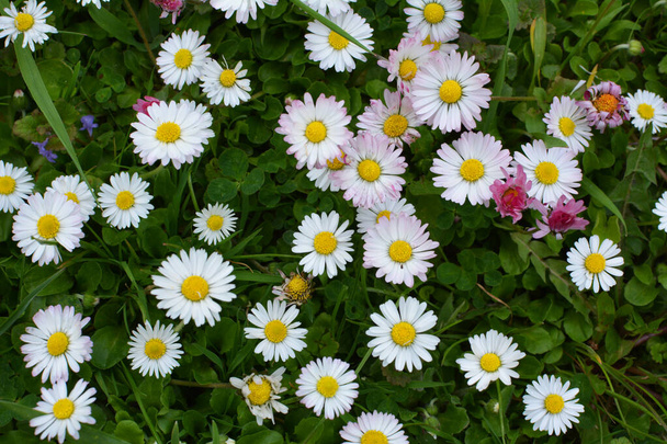 Marguerite (Bellis perennis) blooms in nature among grasses  - Photo, Image
