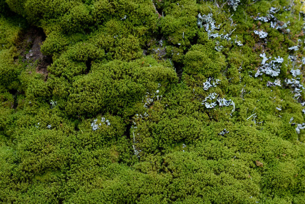 Grünes Moos auf einem Baumstamm an einem sonnigen Frühlingstag. - Foto, Bild