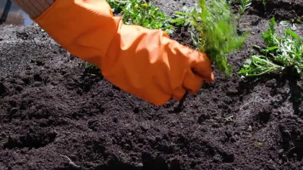 Close up on Farmer or gardener tearing weeds in garden protective gloves - Imágenes, Vídeo