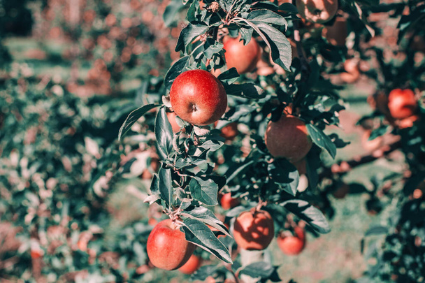 Красивые спелые красные яблоки на ветвях сада. Органические сладкие фрукты, свисающие на яблонях на ферме. Эко естественный фон. Солнечный осенний или летний день на природе.  - Фото, изображение