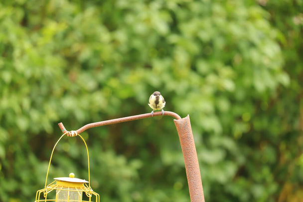  ptáci hodují u stolu v Exmooru - Fotografie, Obrázek