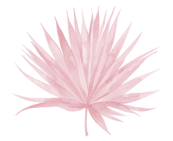Roze blad. Aquarel palmblad. Aquarelillustratie geïsoleerd op witte achtergrond - Foto, afbeelding
