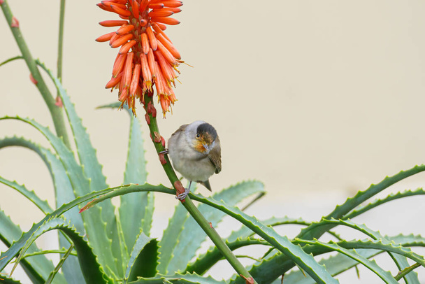 Eurasian blackcap bird seen from the front perched on a branch of the aloe vera plant outdoors - Photo, Image
