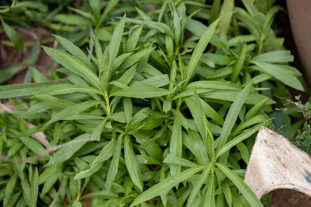 Anise Goldenrod Roślina z gatunku Solidago chilensis z ukierunkowaniem selektywnym - Zdjęcie, obraz