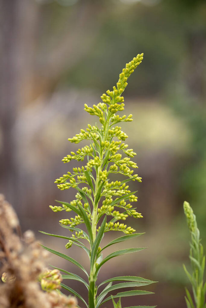 Anise Goldenrod Plant of the species Solidago chilensis with selective focus - Photo, Image