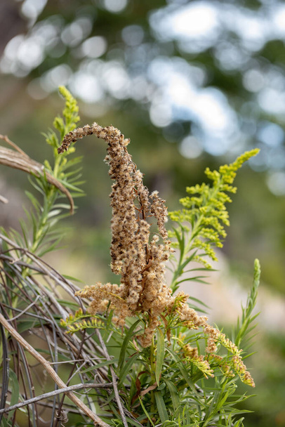 Anise Goldenrod Planta de la especie Solidago chilensis con enfoque selectivo - Foto, imagen