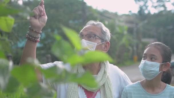 アジアの高齢者の退職祖父は、午前中に農村部の村の周りの植物を見るために彼の美しい十代の孫娘にフェイスマスクのアドバイスを着て。家族における連帯と絆. - 映像、動画