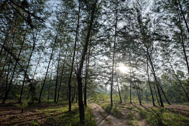 Voyager dans le bois, Vue panoramique sur la forêt au lever du soleil - Photo, image