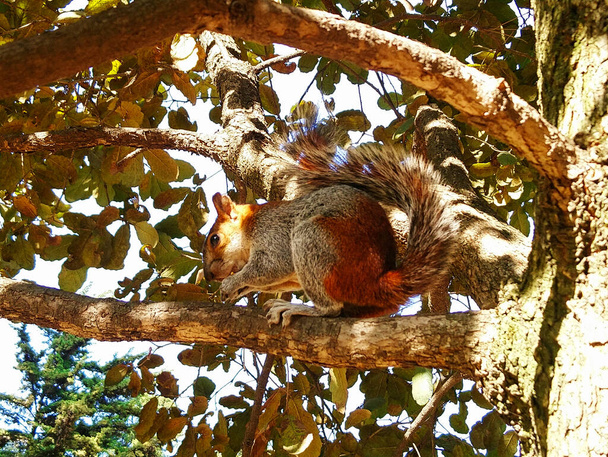 Ardilla sobre rama de arbol - Foto, afbeelding