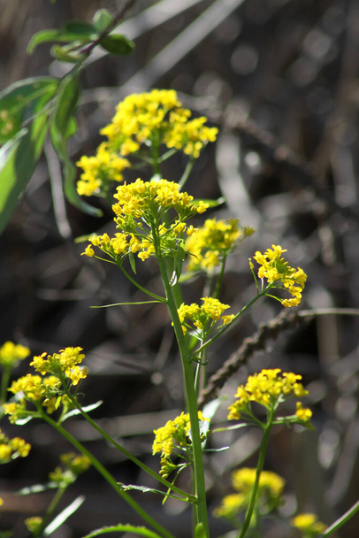 Çiçek açan Avustralya sarı teresi yakın plan görüntüsü - Fotoğraf, Görsel