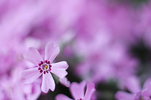 Μικρά λουλούδια phlox για ανοιξιάτικη διακόσμηση κήπου σε μια ηλιόλουστη μέρα - Φωτογραφία, εικόνα