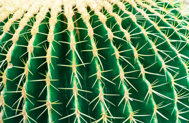 Pyöreä kaktuch piikkejä. Kaktuksen rakenne. - Valokuva, kuva