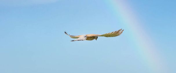 Close-up of Kestrel bird of prey hovers against a beautiful blue sky with a rainbow, hunting for prey. cover, Webbanner, social media or long cover - Photo, Image