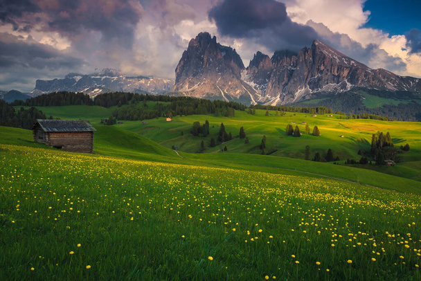 Impresionante paisaje de verano con flores globeflowers amarillas (trollius) en las laderas verdes y montañas nevadas en el fondo, Alpe di Siusi, Dolomitas, Italia, Europa - Foto, Imagen