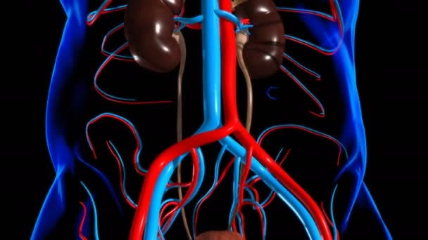 Reni del sistema urinario umano con anatomia della vescica per il concetto medico Illustrazione 3D - Filmati, video