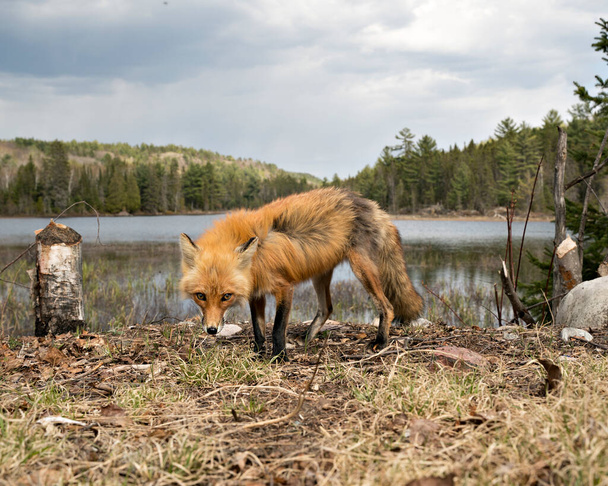Red Fox primo piano profilo vista laterale con cielo, nuvole, acqua e paesaggio forestale sfondo in primavera nel suo ambiente e habitat. Fox Image. Foto. Ritratto. - Foto, immagini