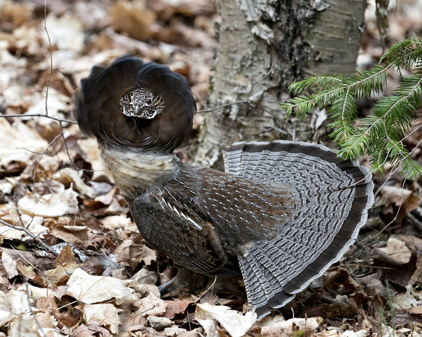 Partridge hím fodrozott fajdnyírfa járja párzás tollazat és ventilátor farok az erdőben, homályos háttér és lombozat előtér a környezet és az élőhely. - Fotó, kép