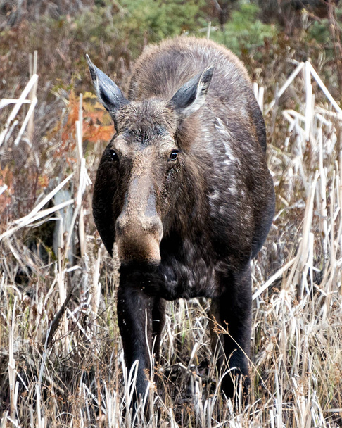 Moose přední pohled v lese na jaře zobrazující ústí, oči, uši, hnědý kabát s rozmazaným lesním pozadím v jeho okolí a prostředí. Obrázek. Fotka. Portrét. Fotografie. - Fotografie, Obrázek