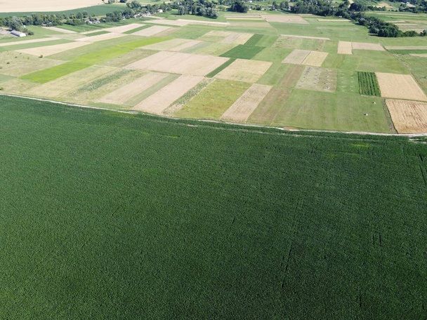 Farmfields from a bird's eye view. Crops of corn, landscape. - Photo, Image